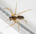 Agyneta semipallida - photo 3