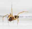 Agyneta semipallida - photo 4