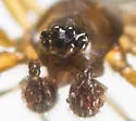 Agyneta semipallida - photo 5