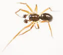 Agyneta serrata - Agyneta serrata