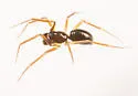 Agyneta serrata - photo 2