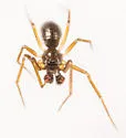 Agyneta serrata - photo 3