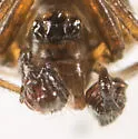 Agyneta serrata - photo 4