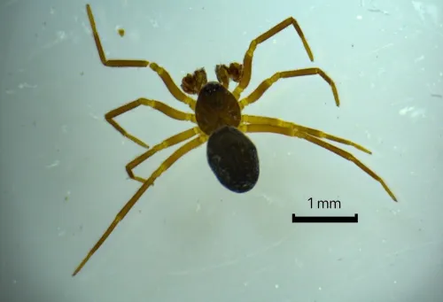 Agyneta subtilis