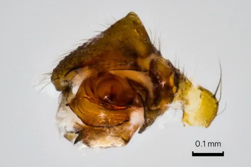 Agyneta subtilis - photo 2