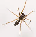 Agyneta unimaculata