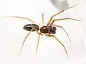 Agyneta unimaculata - photo 2
