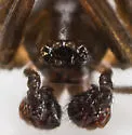 Agyneta unimaculata - photo 3