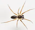 Agyneta unimaculata - photo 4
