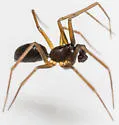 Agyneta unimaculata - photo 5