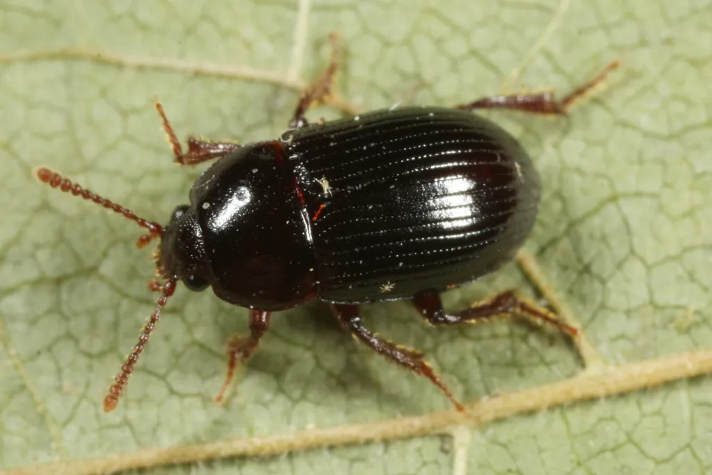 Agyrtes bicolor - photo 2