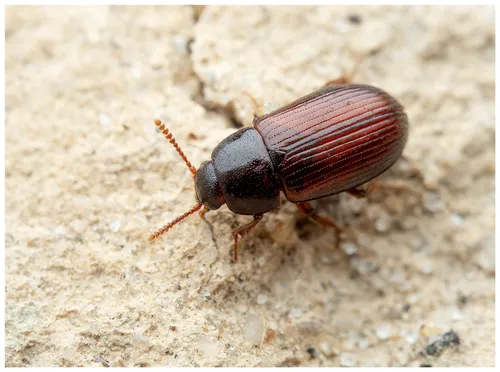 Agyrtes castaneus