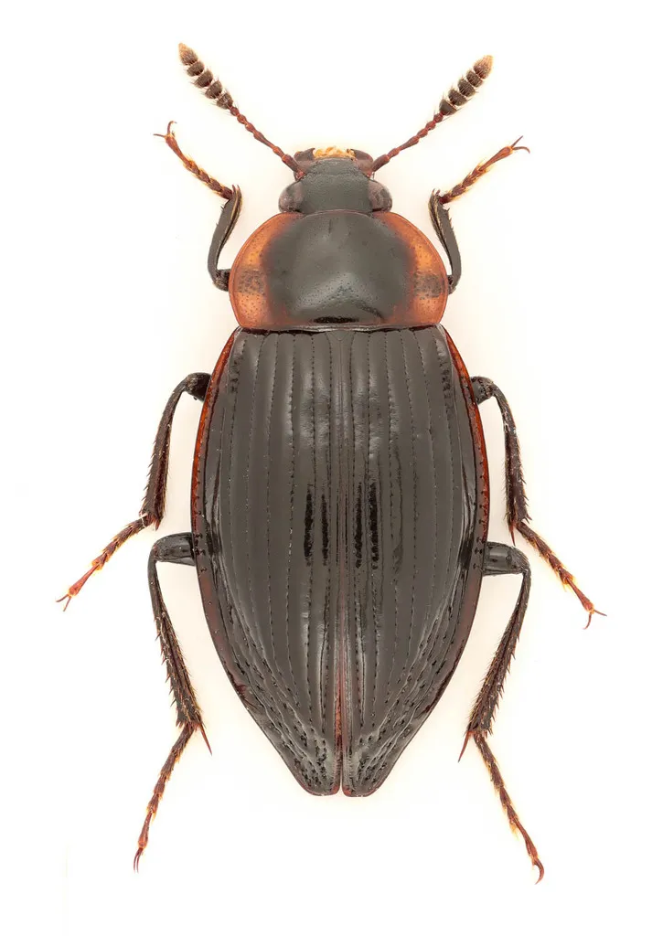 Primitive Carrion Beetles - photo 2