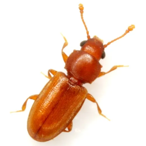 Foreign Grain Beetle