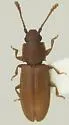 Ahasverus longulus