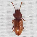 Ahasverus new species - photo 5