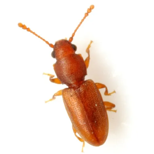 Ahasverus rectus