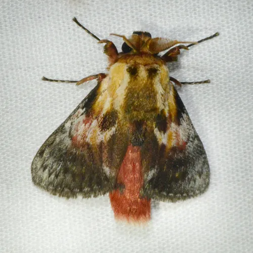 Aididae - Aididae