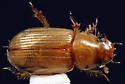 Aidophus parcus
