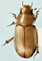 Aidophus parcus - photo 2