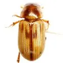 Aidophus parcus - photo 3
