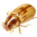 Aidophus parcus - photo 4