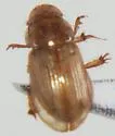 Aidophus parcus - photo 5
