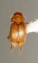 Aidophus skelleyi