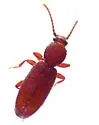 Airaphilus near-elongatus
