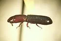 Airora aequalis - photo 2