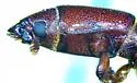 Airora aequalis - photo 5