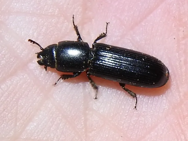 Airora cylindrica