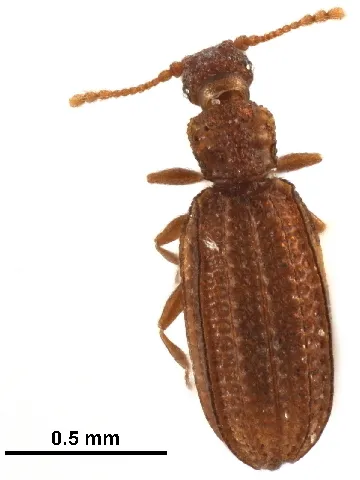 Akalyptoischiid Scavenger Beetles - Akalyptoischiidae