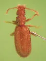 Akalyptoischion chandleri