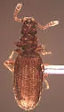 Akalyptoischion chandleri - photo 2