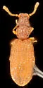 Akalyptoischion chandleri - photo 4