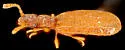 Akalyptoischion chandleri - photo 5