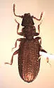 Akalyptoischion dyskritos