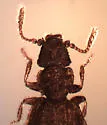Akalyptoischion dyskritos - photo 2