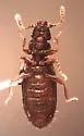 Akalyptoischion dyskritos - photo 3