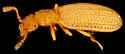 Akalyptoischion quadrifoveolata - photo 2