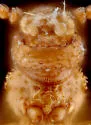Akalyptoischion quadrifoveolata - photo 4
