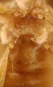 Akalyptoischion quadrifoveolata - photo 5