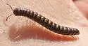 Akamptogonus novarae