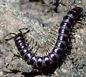 Akamptogonus novarae - photo 4