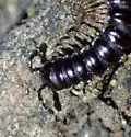 Akamptogonus novarae - photo 5