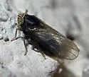 Akemetopon inornatum