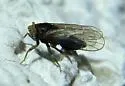 Akemetopon inornatum - photo 2