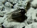 Akemetopon inornatum - photo 3
