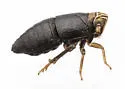 Akemetopon inornatum - photo 4